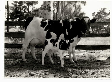 Photograph, Photo of a Friesian Cow & Calf at Janefield Training Centre - Black & White Photo
