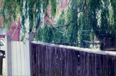 Photograph, Fence Line & Tree - City Landscapes - Photo taken by Property Management Services / Public housing - Inner City Melbourne - Early 1980s