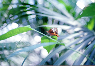 Photograph, Butterfly - Bundoora Repatriation Hospital - Day Centre