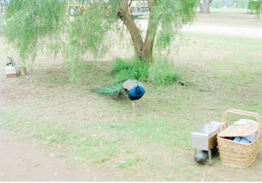 Photograph, Bundoora Repatriation Hospital - Day Centre - Peacock walking close by at Picnic Fishing Trip