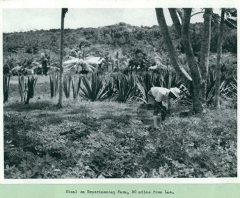 Sisal, on an experimental farm 30 miles from Lae, Papua New Guinea - Department of Health – National Fitness Office (Sports & Recreation) – Historical Press Release Photo Collection