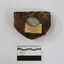 Lump of tobacco with Havelock Tobacco makers mark on tin insert, with manufacture details on paper, pictured with 5cm scale
