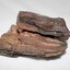 A wood geological specimen
