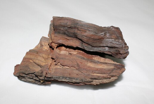 A wood geological specimen
