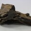 Murray River Red Gum Geological Specimen c. 6000 BP