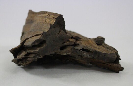 Murray River Red Gum Geological Specimen c. 6000 BP