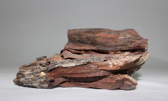 Murray River Red Gum Geological Specimen c. 6000 BP