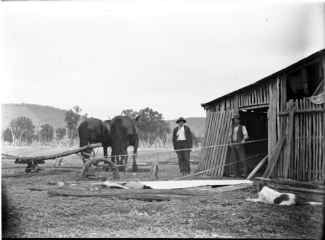 Two men operating a chaff cutter pulled by horses
