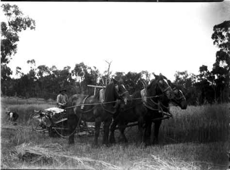 A man with a team of 4 horses and equipment working in a paddock. A second man is working in the background.