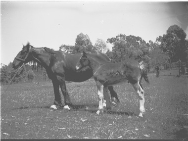 A horse and foal standing in a paddock. There is a line of trees in the background