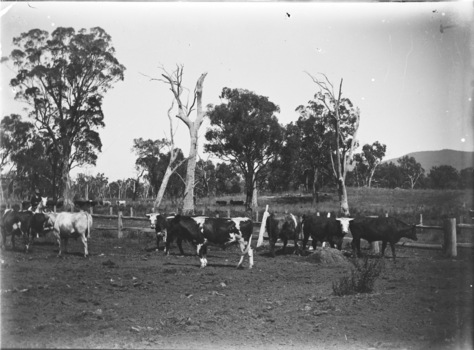 A herd of cows in a paddock. There is a man on horseback on the left hand side of the image.