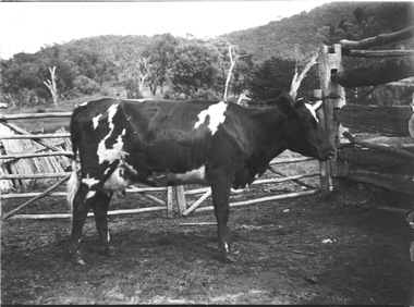 A black and white cow standing in a timber rail fenced yard.