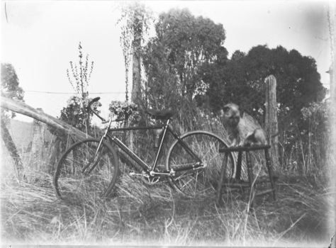Image of a bicycle leaning against a fence. To the right is a dog seated on a stool.