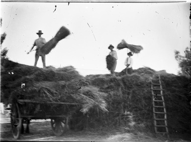 An image of three men tossing hay from top of hay cart. A ladder is leaning against the cart on the right.