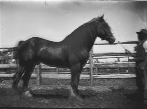 Man standing on the right of the image holding onto the reins of a horse.