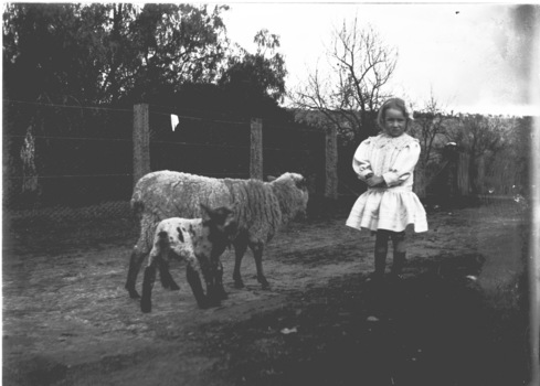 A small girl, Dolly Hughes, on the right with a sheep and lamb.