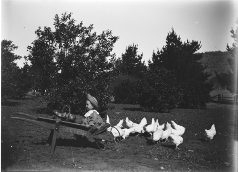 A child sitting in a wheelbarrow with a basket of fruit. Chickens are feeding beside her.