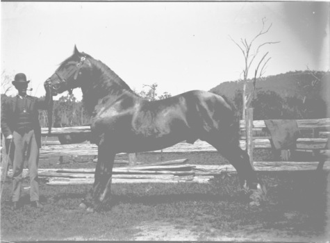Ted McKoy of West Wodonga showing his horse