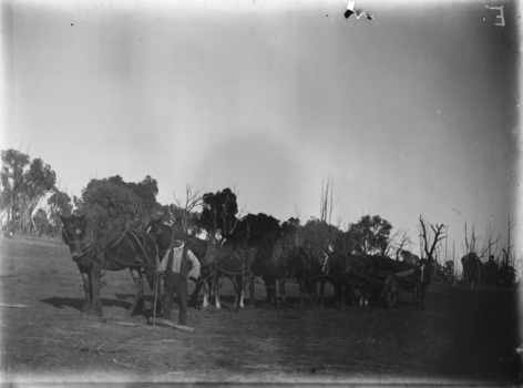 Large team of horses with a wagon. Two men are in the image, one to the right near the wagon and the other beside the lead horse.