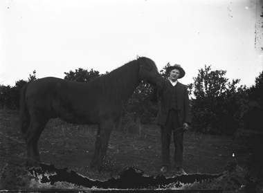 Ted McKoy showing one of his stud horses.