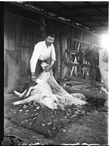 A man shearing a sheep using blade shears. A saddle hangs on the pen rail to the right.