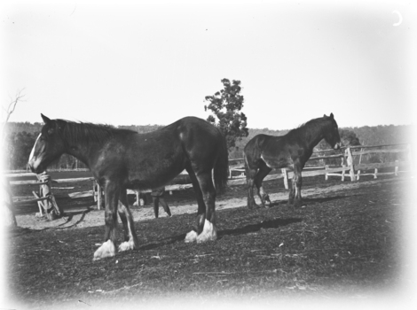 Two horses standing in a paddock which is surrounded by wooden rail fences.