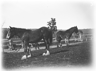Two horses standing in a paddock which is surrounded by wooden rail fences.