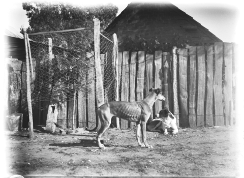 Two dogs in front of a wooden fence. The side of a house is visible behind the fence.