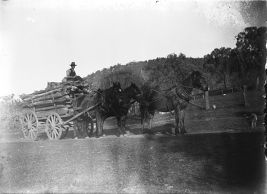 A man and 3 horses carting a load of timber. There is a dog on the far right of the image.