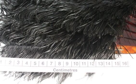 Black ostrich feather fan with scale in centimetres