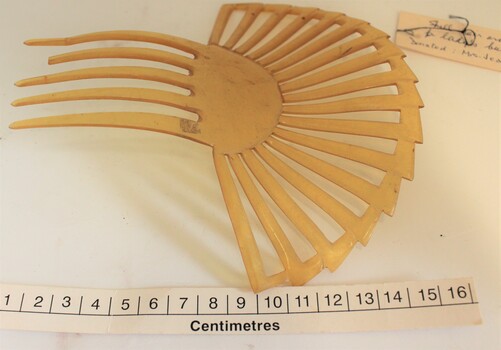 Shell hair ornament with scale in centimetres