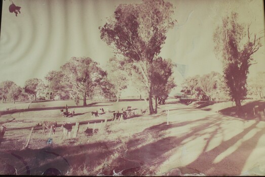 A herd of cows standing in a paddock beside a dirt road.
