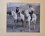 Back cover photo showing 2 young people on horseback.