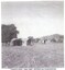 Conway Family dairy with Watson's Hill, Wodonga in the background