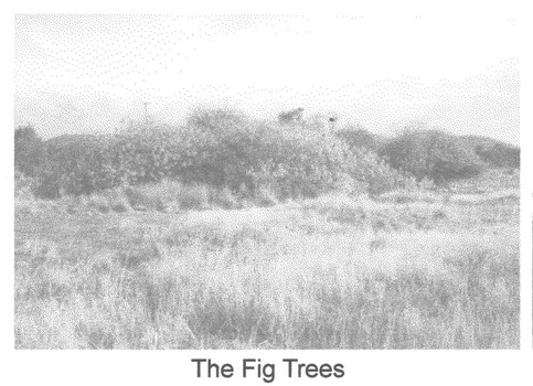 The Fig Trees - remnants of the past