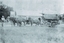 Pola Singh with his wagon and team of horses.