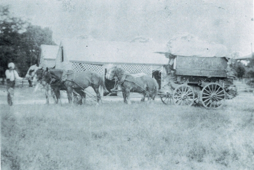 Pola Singh with his wagon and team of horses.