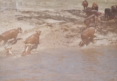  Cattle cross the river to New South Wales