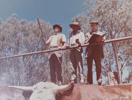 O'Day  succeeds at the cattle auction