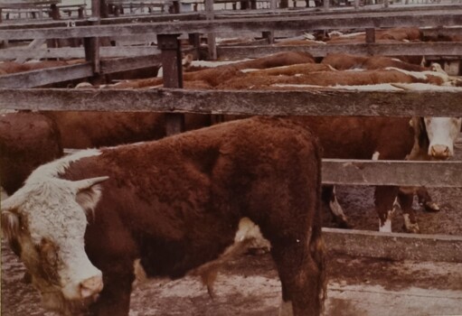  Queensland cattle from the Gulf Country at auction