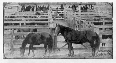 Horses at Wodonga Saleyards, Victoria