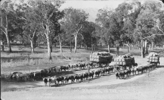 Bringing in the Wool, Upper Murray