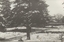 Winter in the Park Chiltern, 1922
