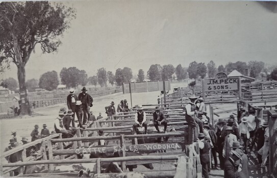 Cattle Sales at Wodonga