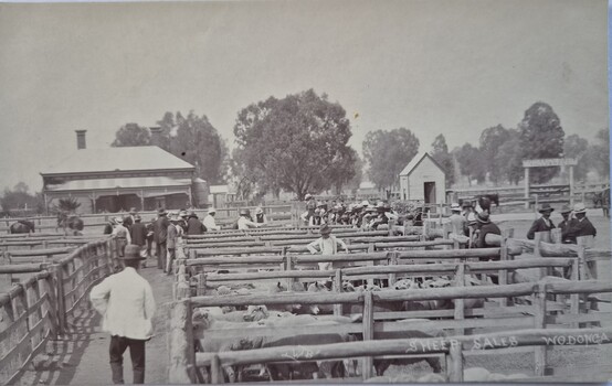 Sheep Sales at Wodonga