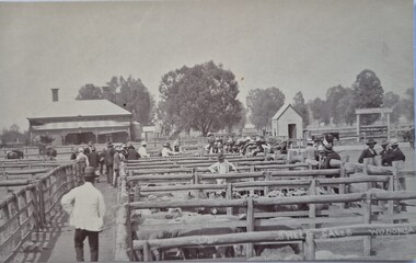 Sheep Sales at Wodonga