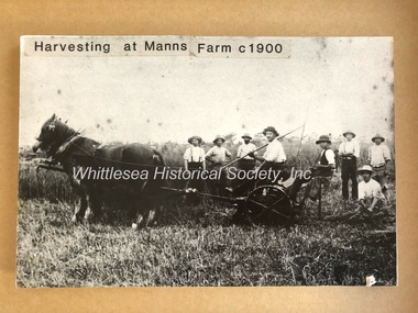 Photograph, Harvesting at Mann's Farm c.1900