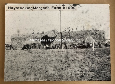 Haystacking at Morgan's Farm, Thomastown, c.1900