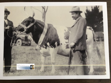 Photocopy of photograph, Man with cow, unknown
