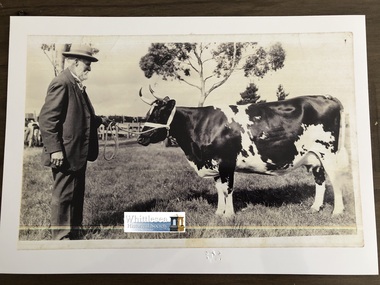Photocopy of photograph, Charles Andrew and Champion Cow, unknown